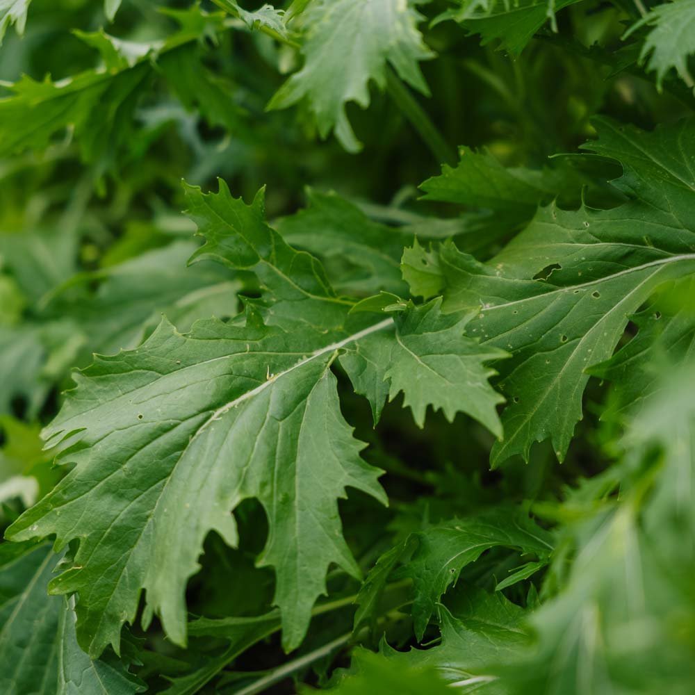 Slazaad 'Mizuna' - 100 biologische zaden