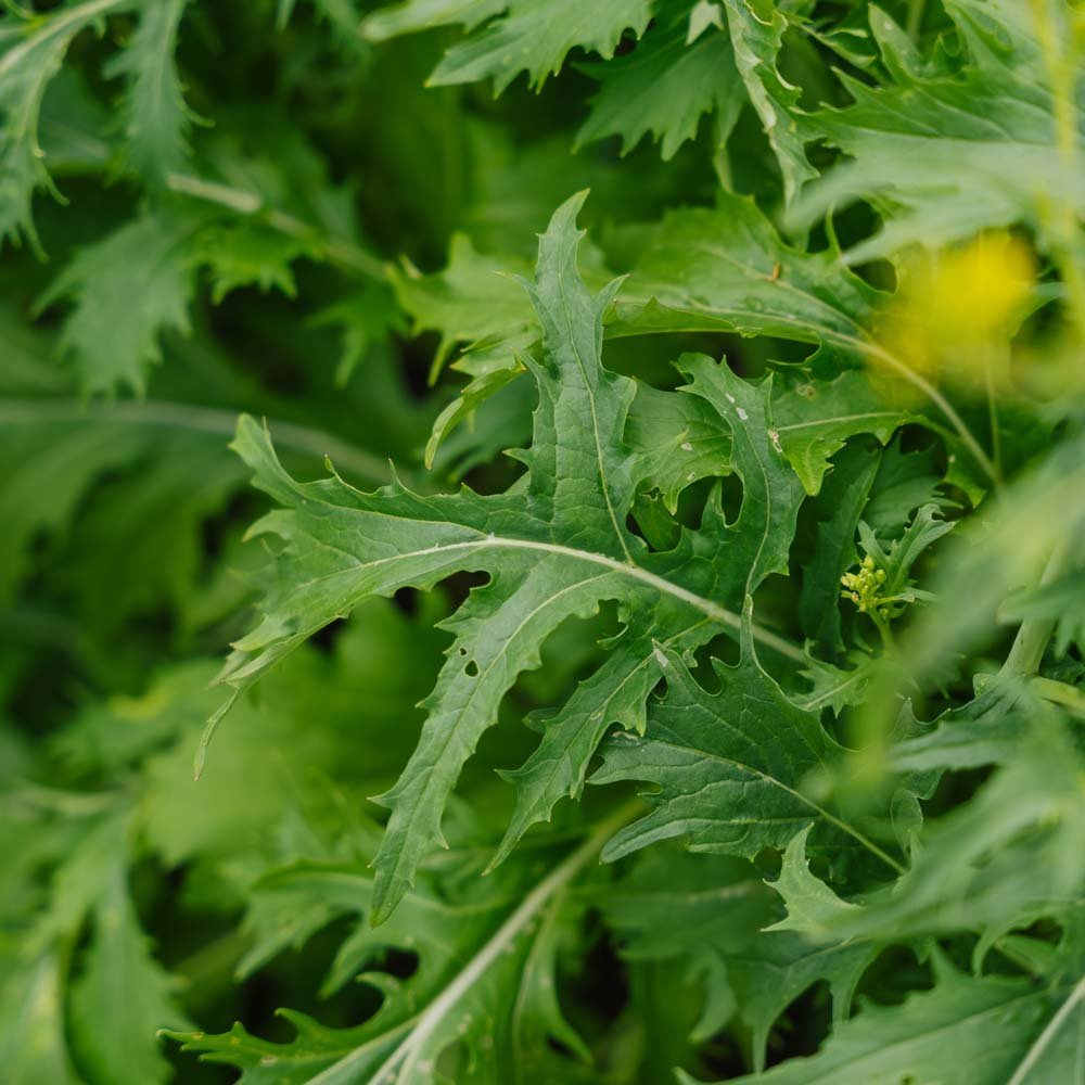 Slazaad 'Mizuna' - 100 biologische zaden
