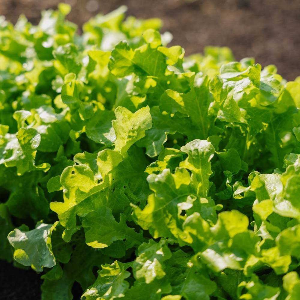 Slazaad 'Salad Bowl' - 100 biologische zaden