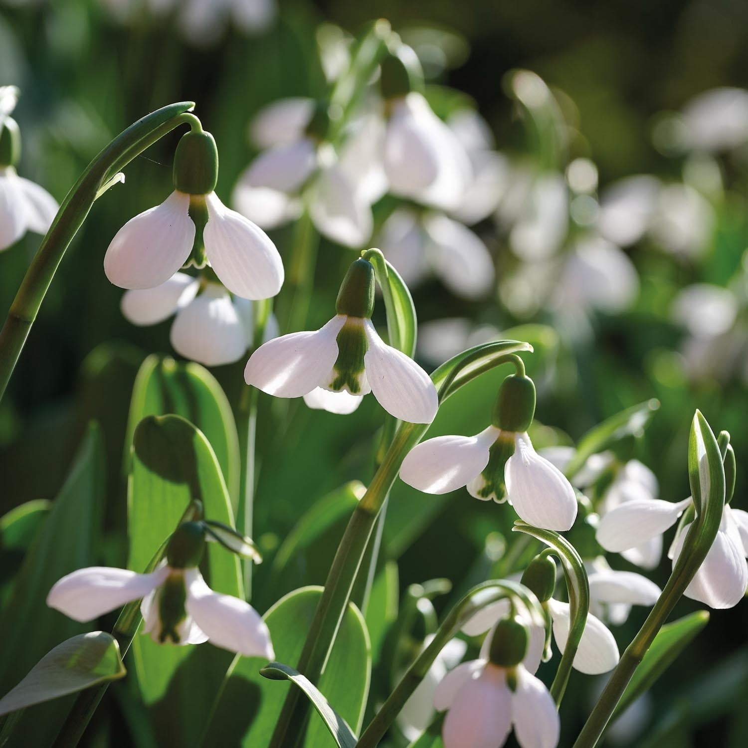 Sneeuwklokje, Galanthus 'Beluga'