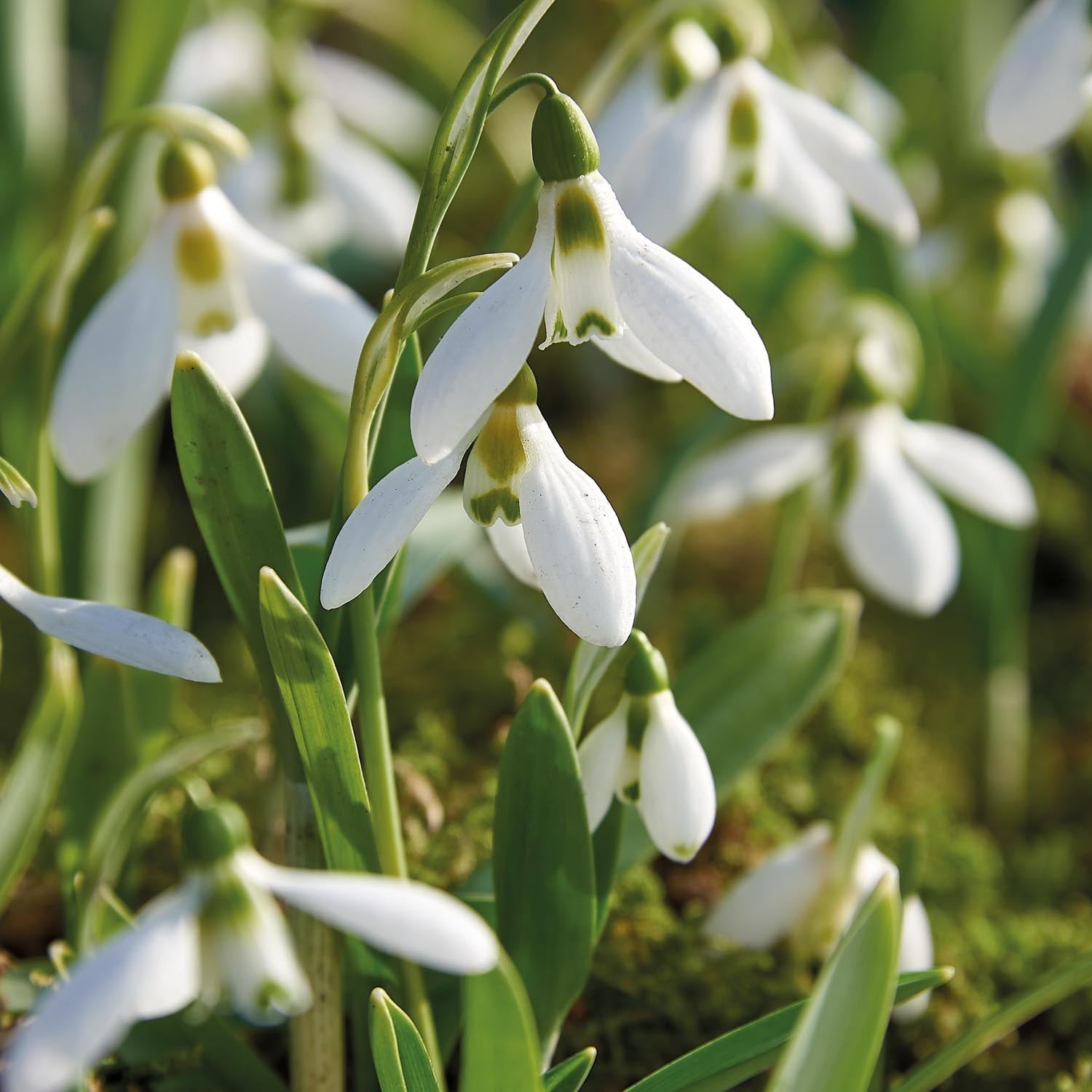 Sneeuwklokje, Galanthus 'Elwesii'