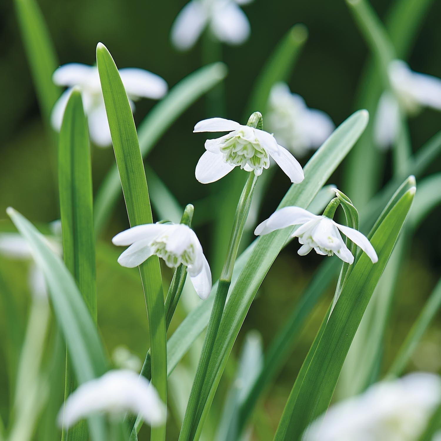 Sneeuwklokje, Galanthus 'Flore Pleno'