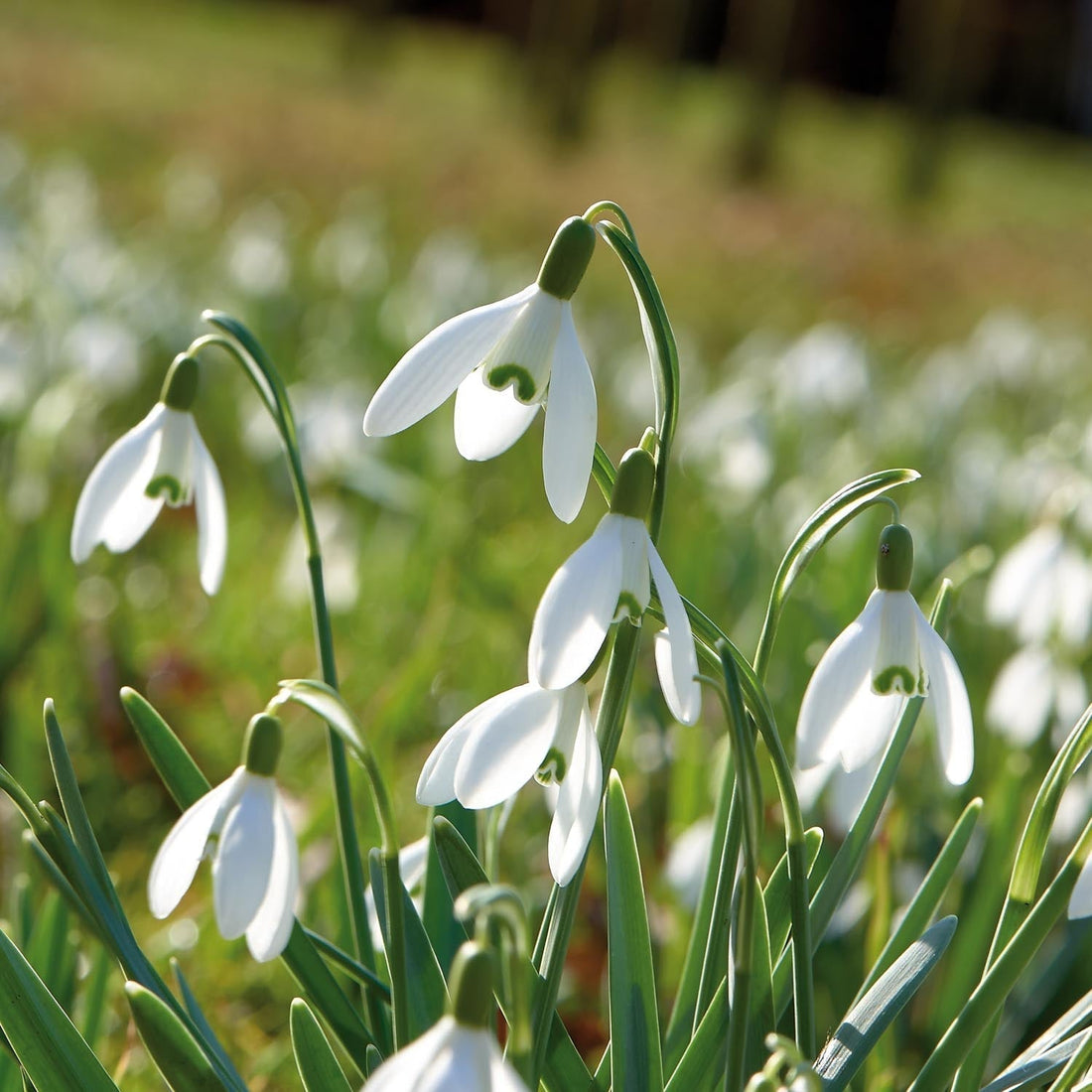 Sneeuwklokje, Galanthus 'Nivalis'