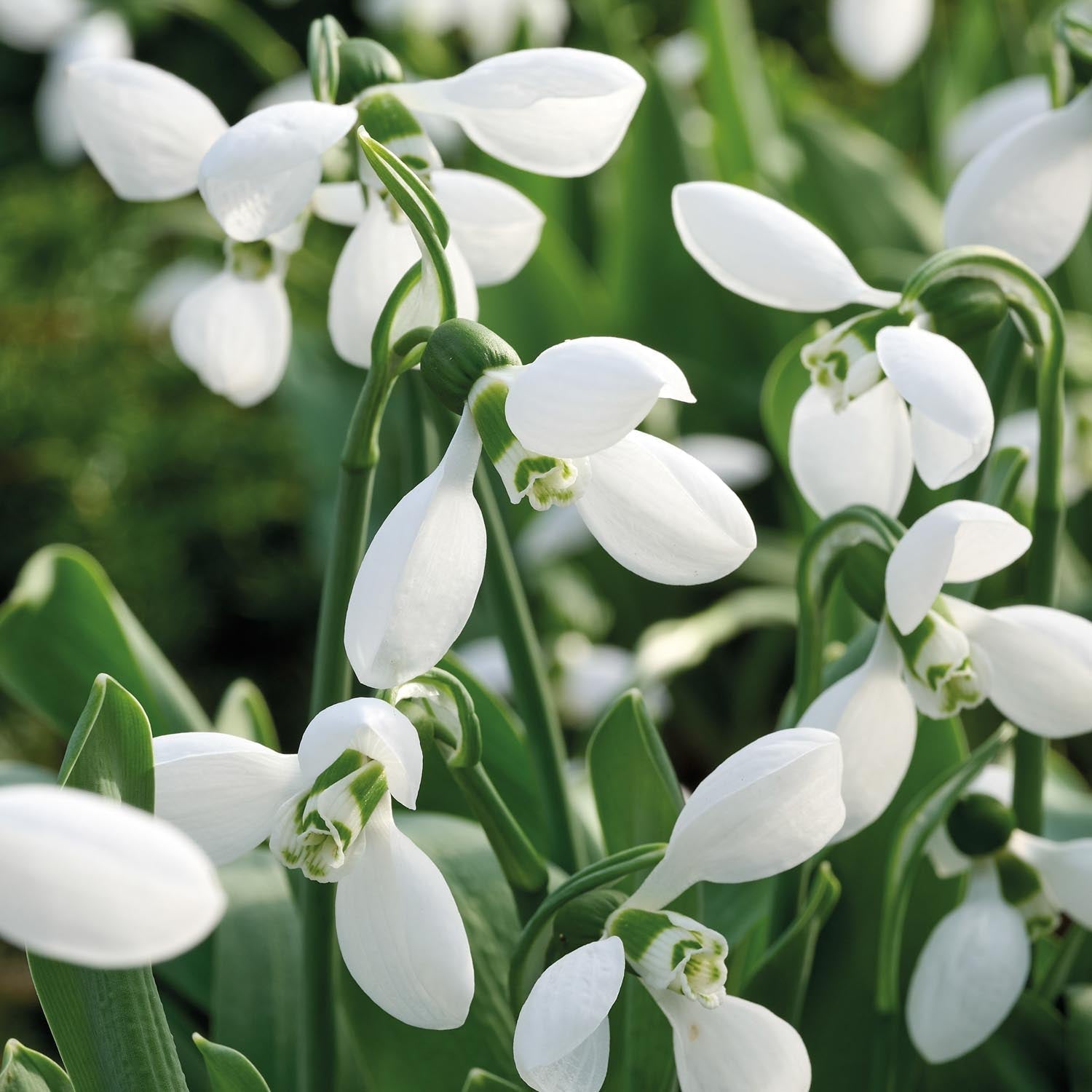 Sneeuwklokje, Galanthus 'Polar Bear'