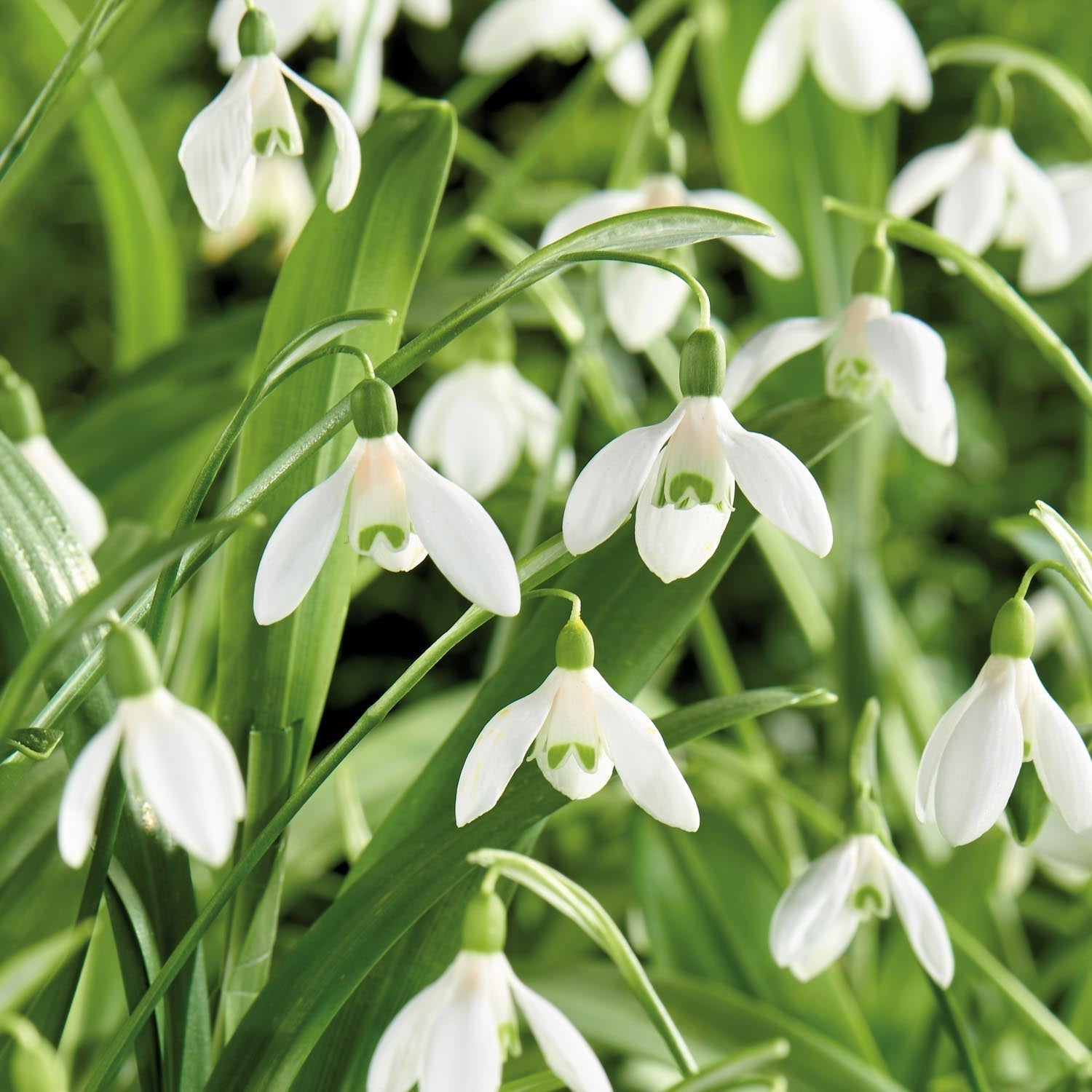 Sneeuwklokje, Galanthus 'Woronowii'