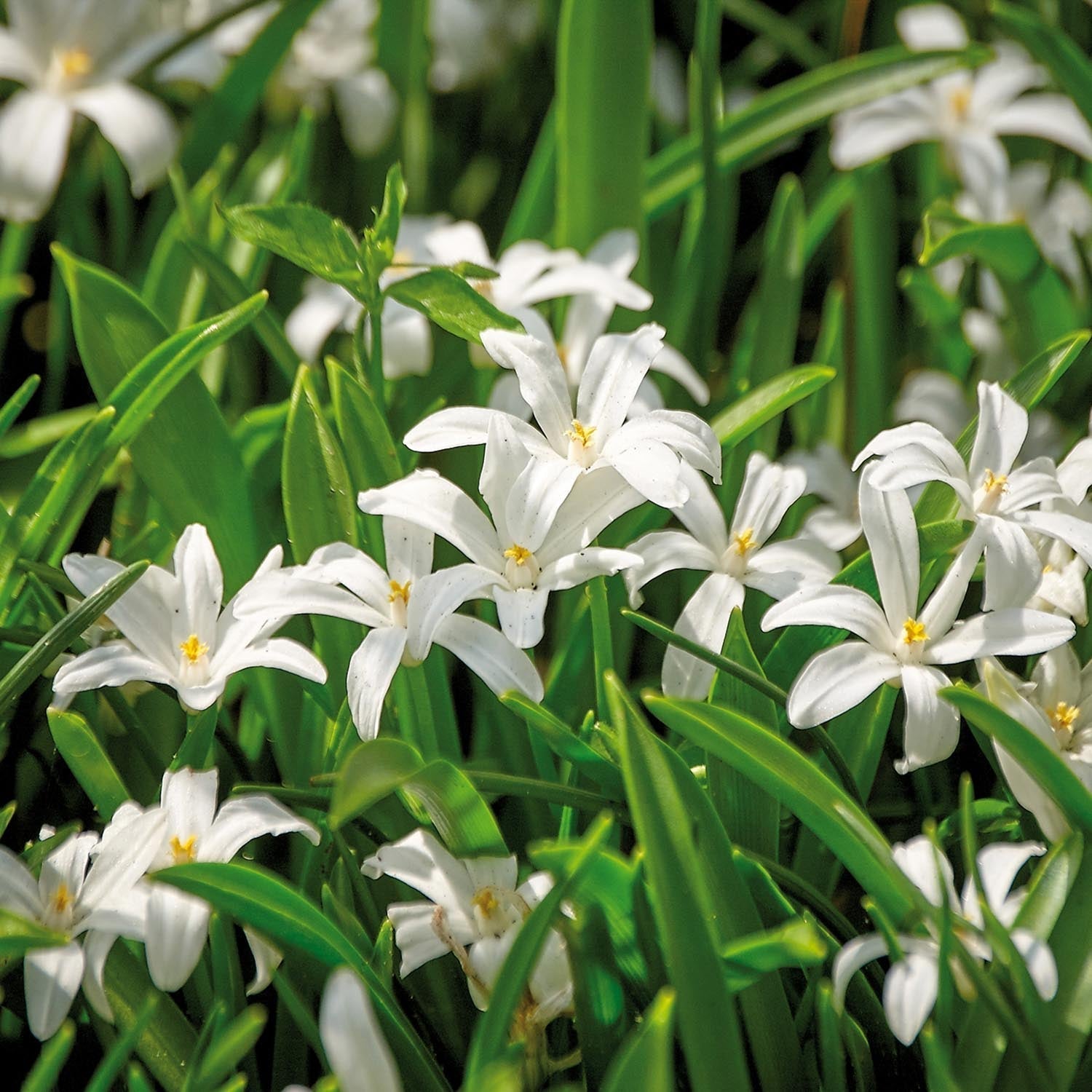 Sneeuwroem, Chionodoxa 'Alba'