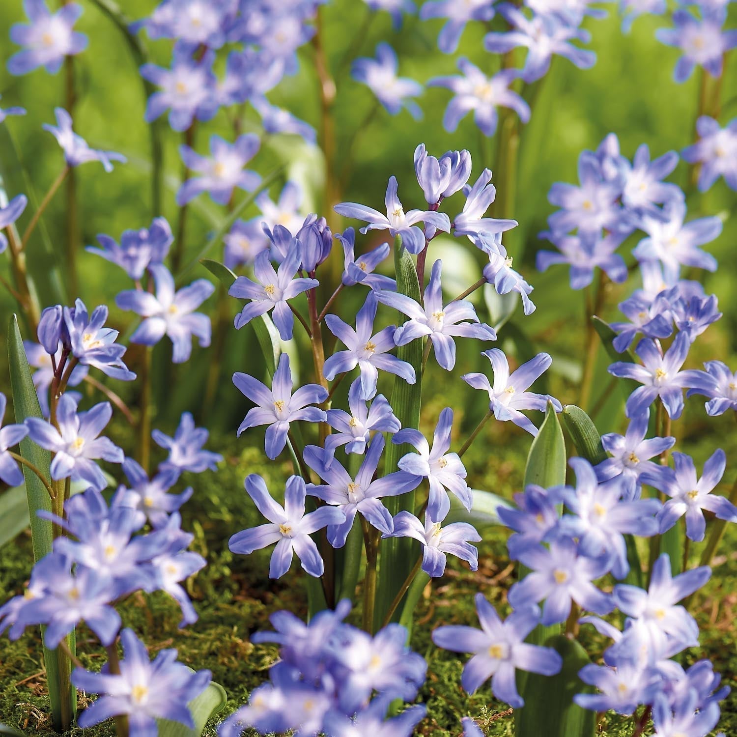 Sneeuwroem, Chionodoxa 'Blue Giant'