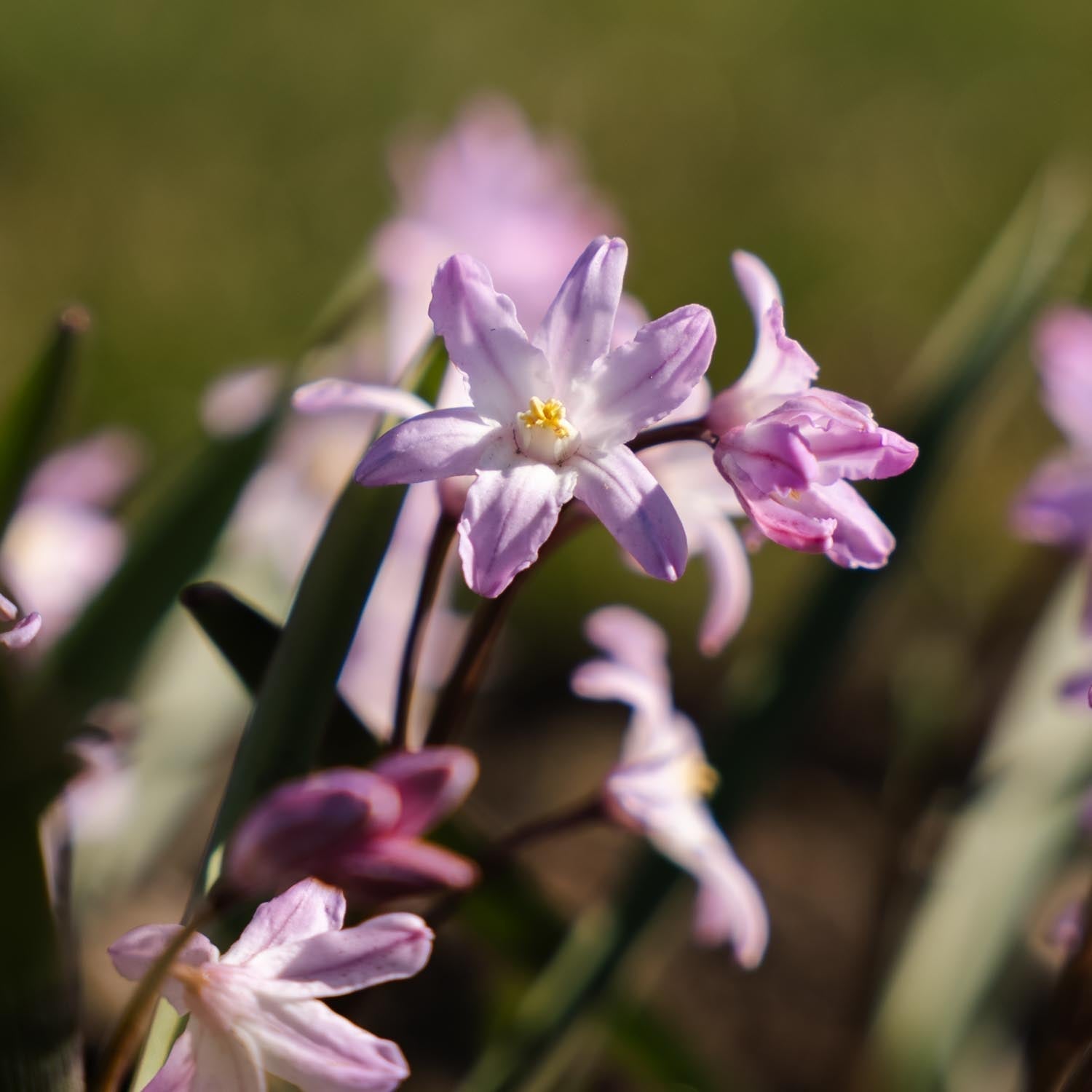 Sneeuwroem, Chionodoxa 'Pink Giant'
