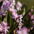 Sneeuwroem, Chionodoxa 'Pink Giant'
