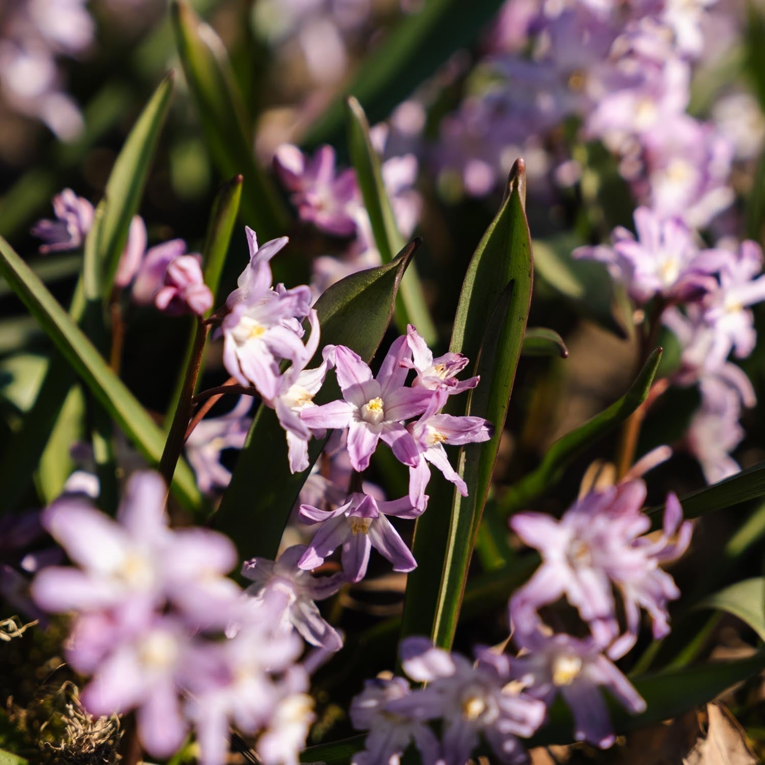 Sneeuwroem, Chionodoxa 'Pink Giant'