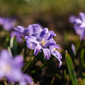 Sneeuwroem, Chionodoxa 'Violet Beauty'