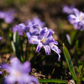Sneeuwroem, Chionodoxa 'Violet Beauty'