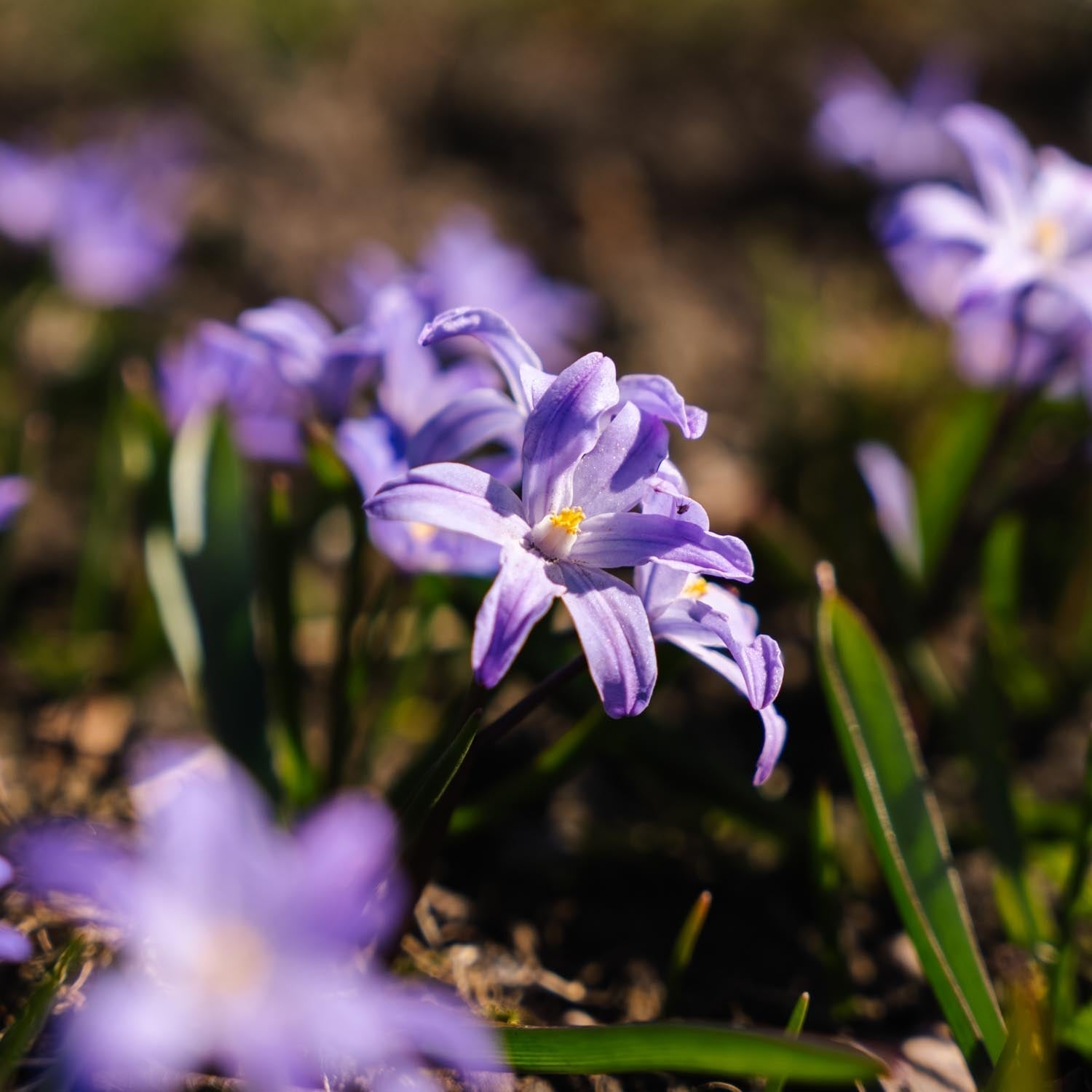 Sneeuwroem, Chionodoxa 'Violet Beauty'