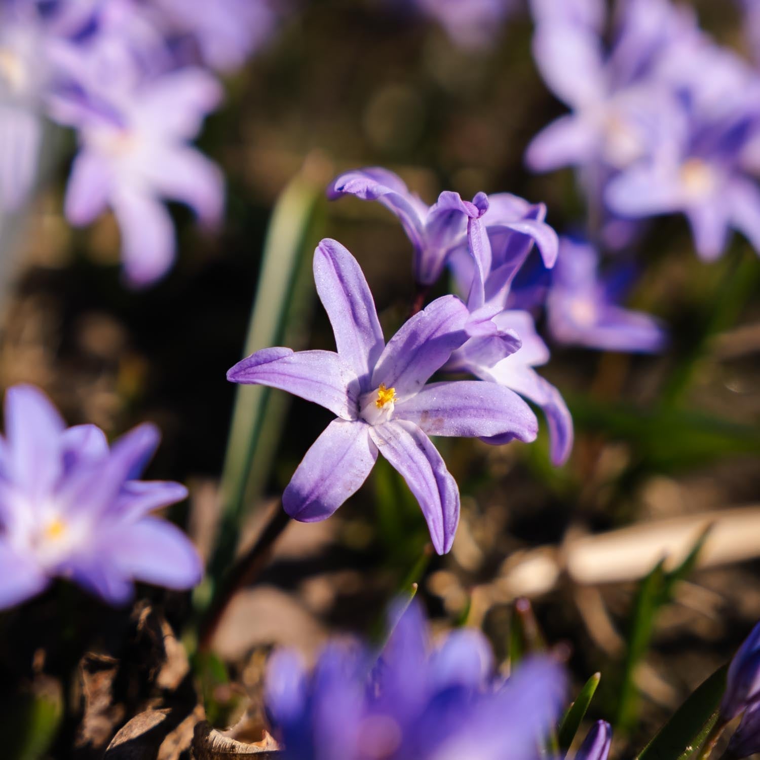 Sneeuwroem, Chionodoxa 'Violet Beauty'