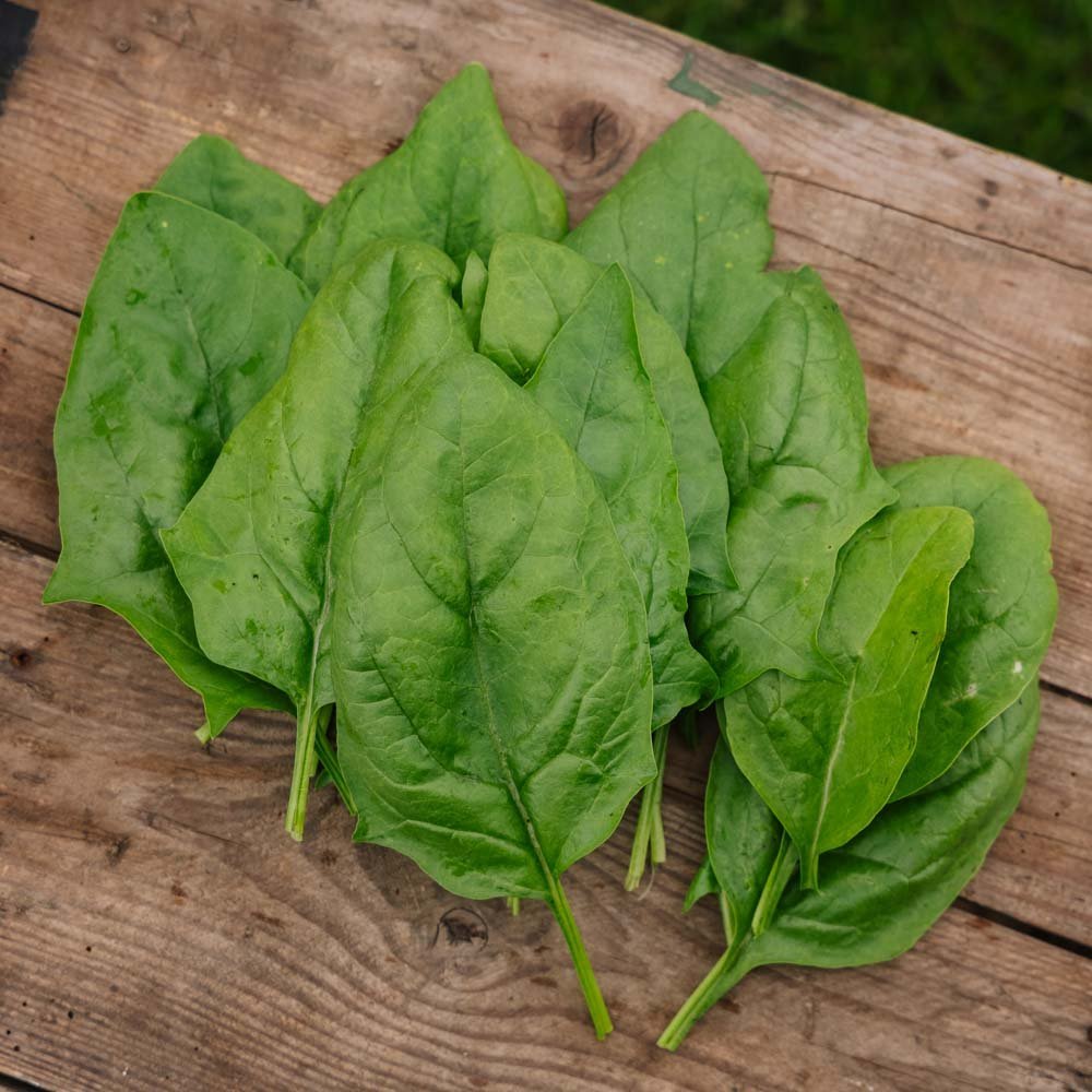 Spinazie zaden 'Winter Giant' - 200 biologische zaden