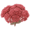 Sedum wortelgoed / Vetkruid