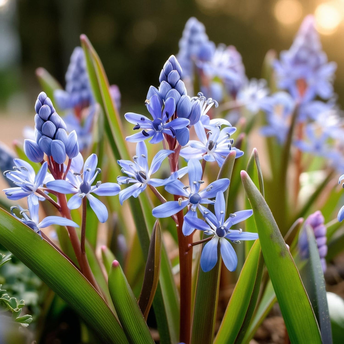 Sterhyacint, Scilla 'Bifolia'