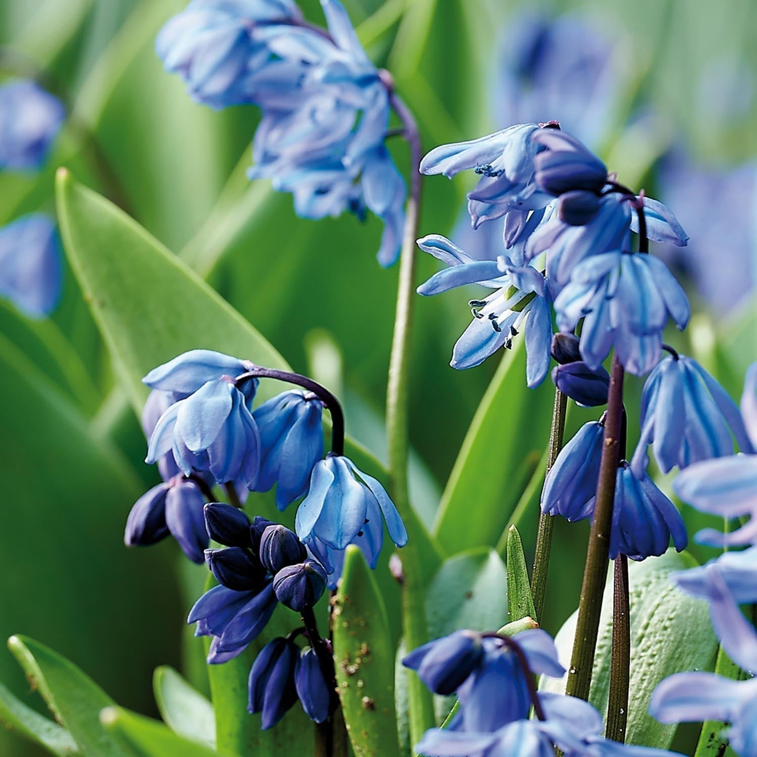 Sterhyacint, Scilla 'Siberica'