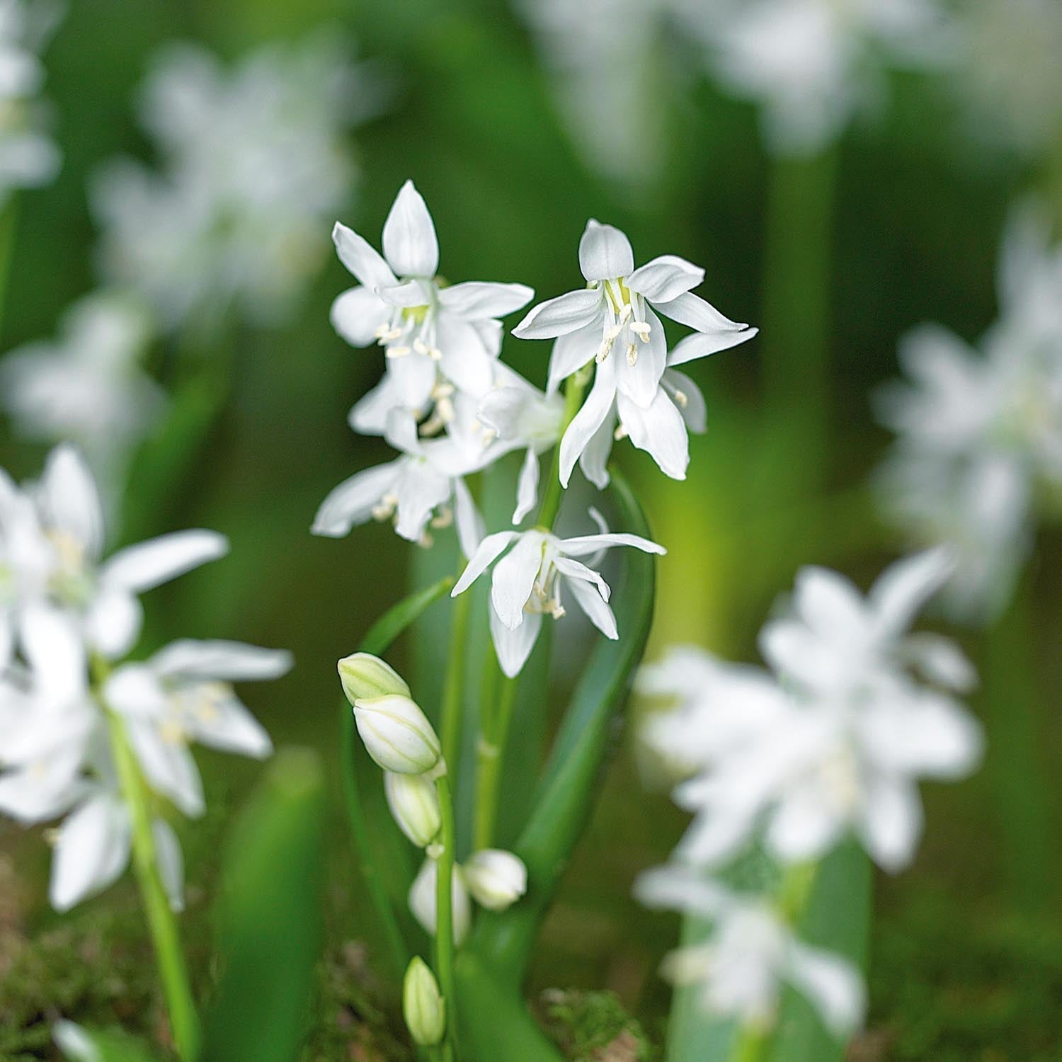 Sterhyacint, Scilla 'Siberica Alba'