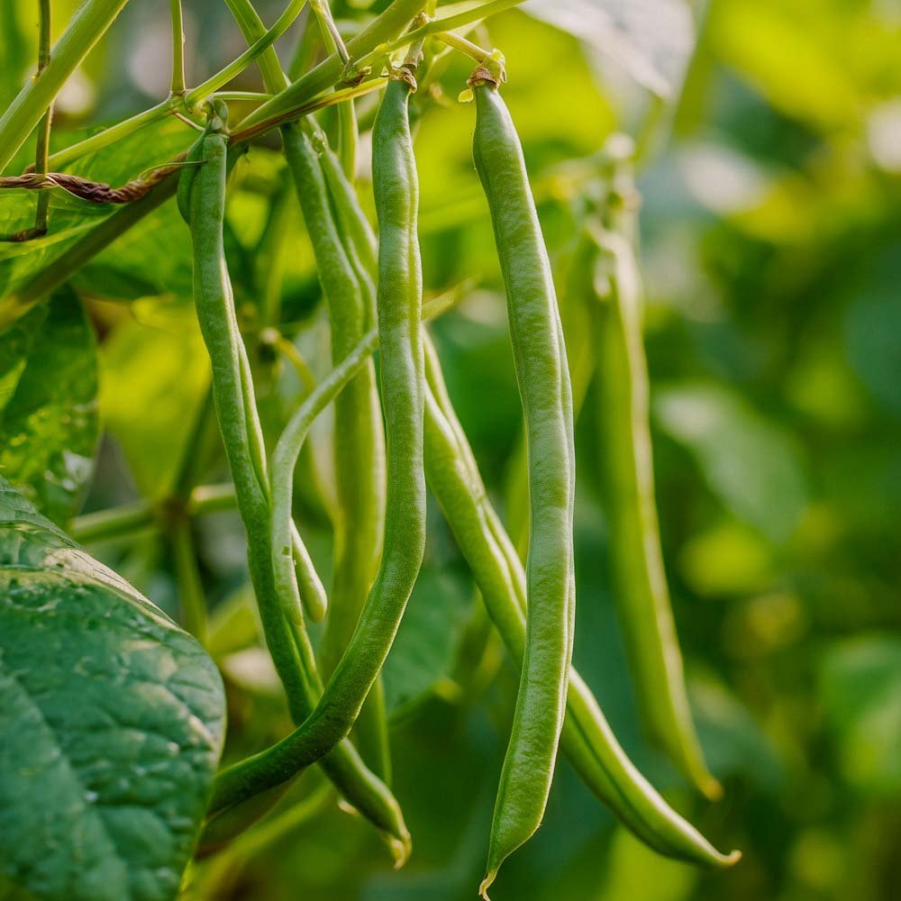 Stokbonenzaden 'Cobra' - 20 biologische zaden