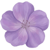Geranium wortelgoed / Ooievaarsbek
