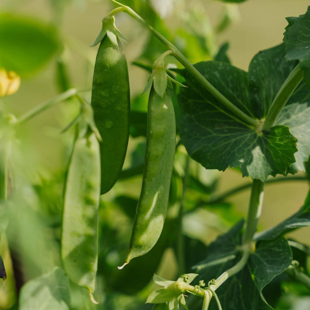 Suikererwten 'Sweet Horizon' - 20 biologische zaden