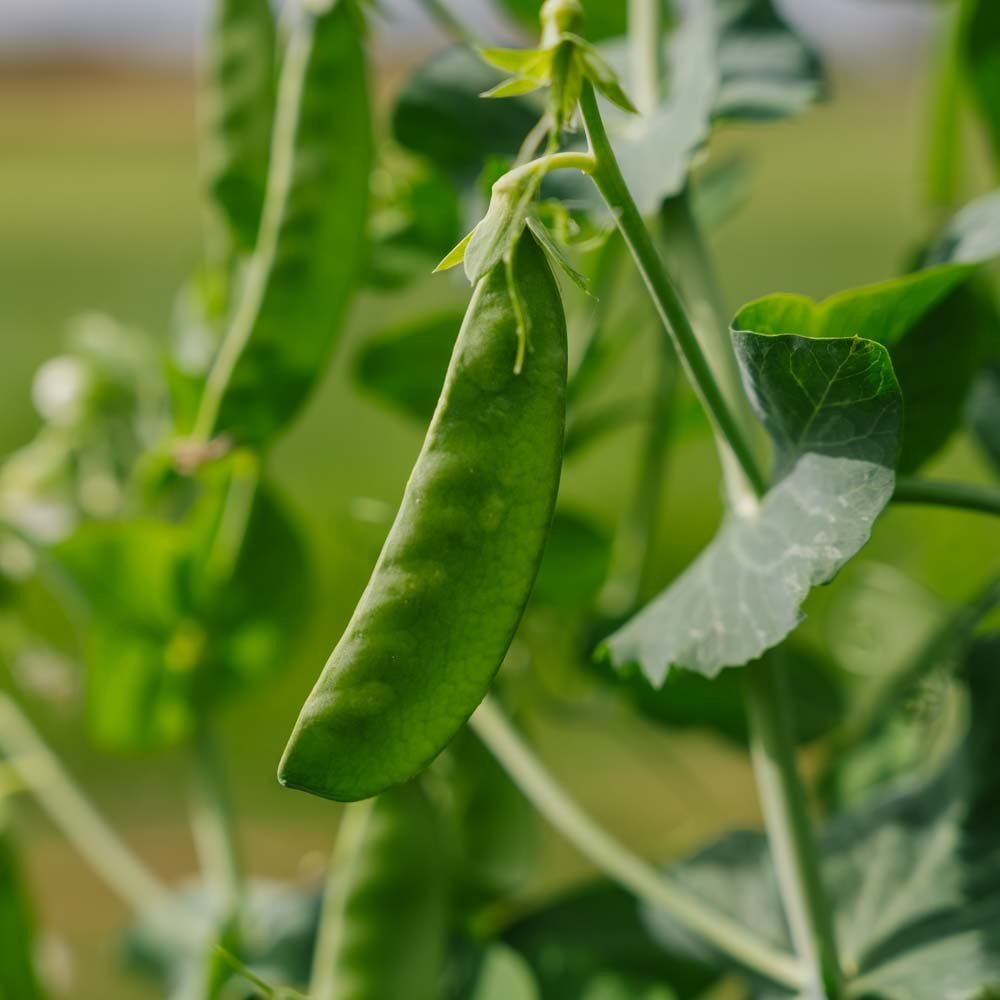 Suikererwten 'Sweet Horizon' - 20 biologische zaden