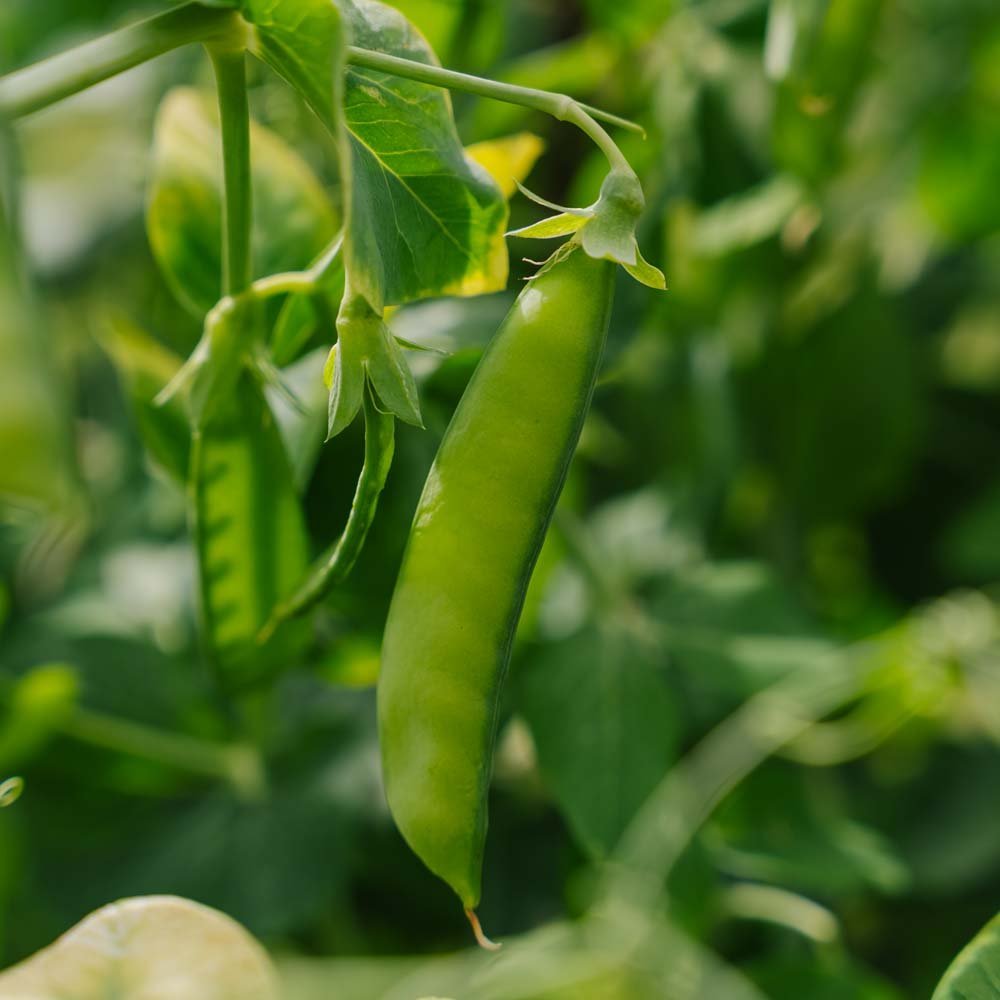 Suikererwtenzaden 'Heraut' - 20 biologische zaden