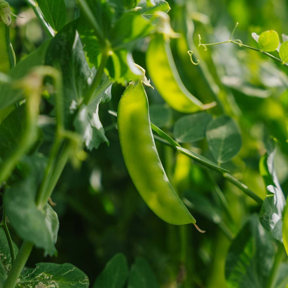 Suikererwtenzaden 'Norli' - 20 biologische zaden