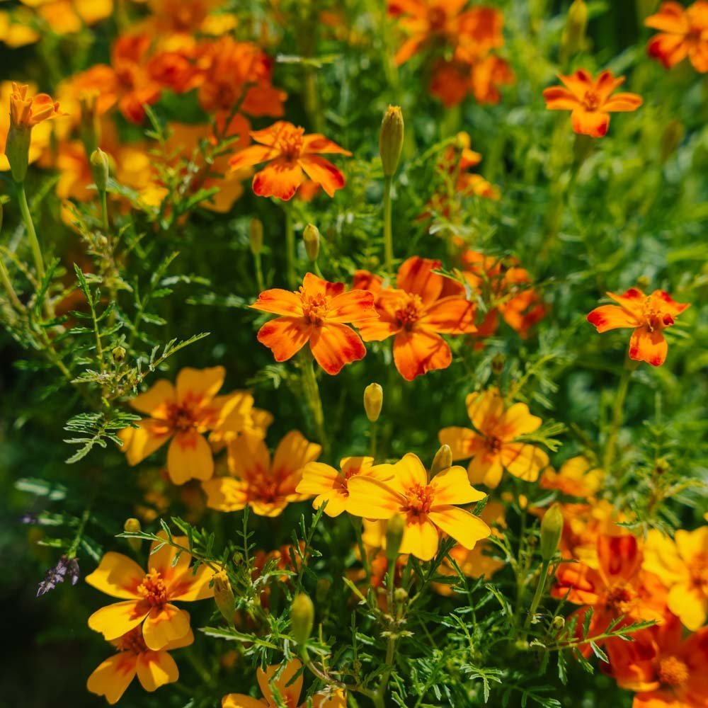 Tagetes zaden 'Franse Goudsbloem, gemengd' - 75 biologische zaden