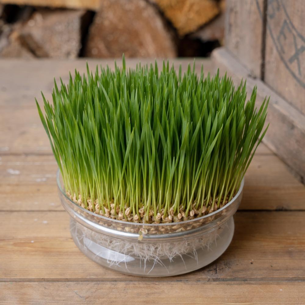 Tarwegras microgroente zaden - 400 biologische zaden