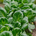 Tatsoi zaden - 50 biologische zaden