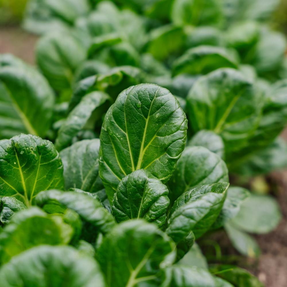 Tatsoi zaden - 50 biologische zaden