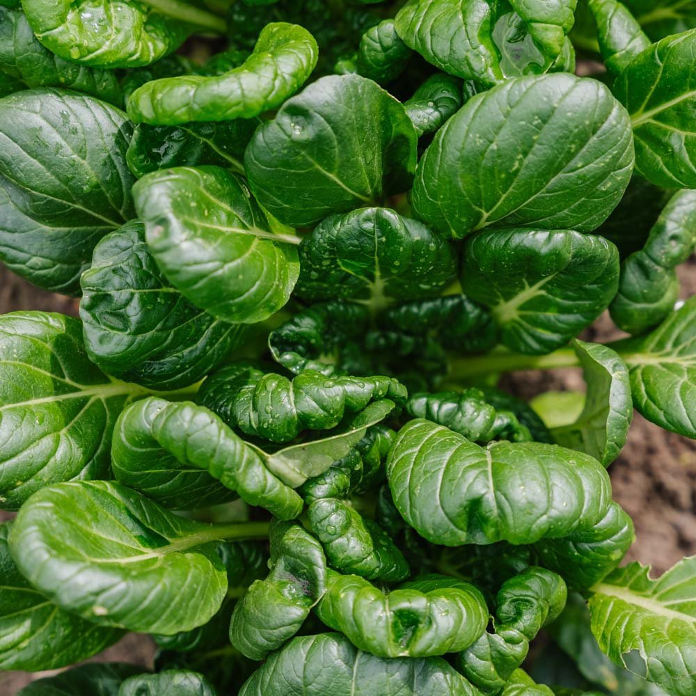 Tatsoi zaden - 50 biologische zaden