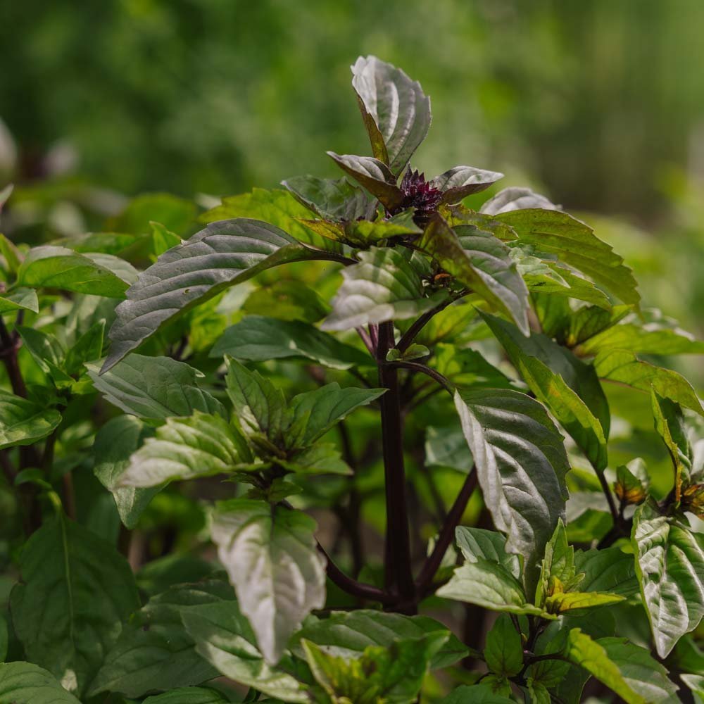Thaise basilicum zaden - 50 biologische zaden