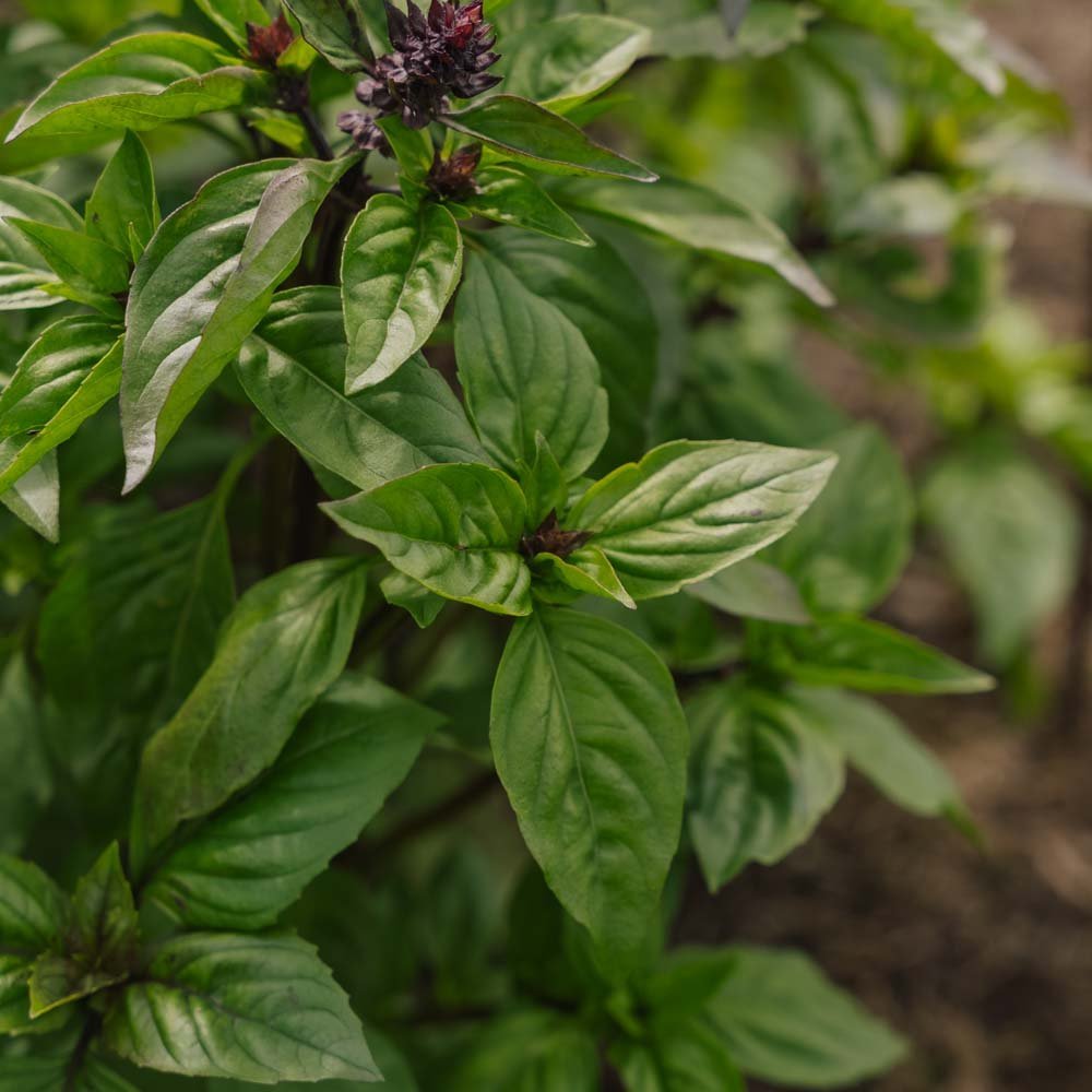 Thaise basilicum zaden - 50 biologische zaden