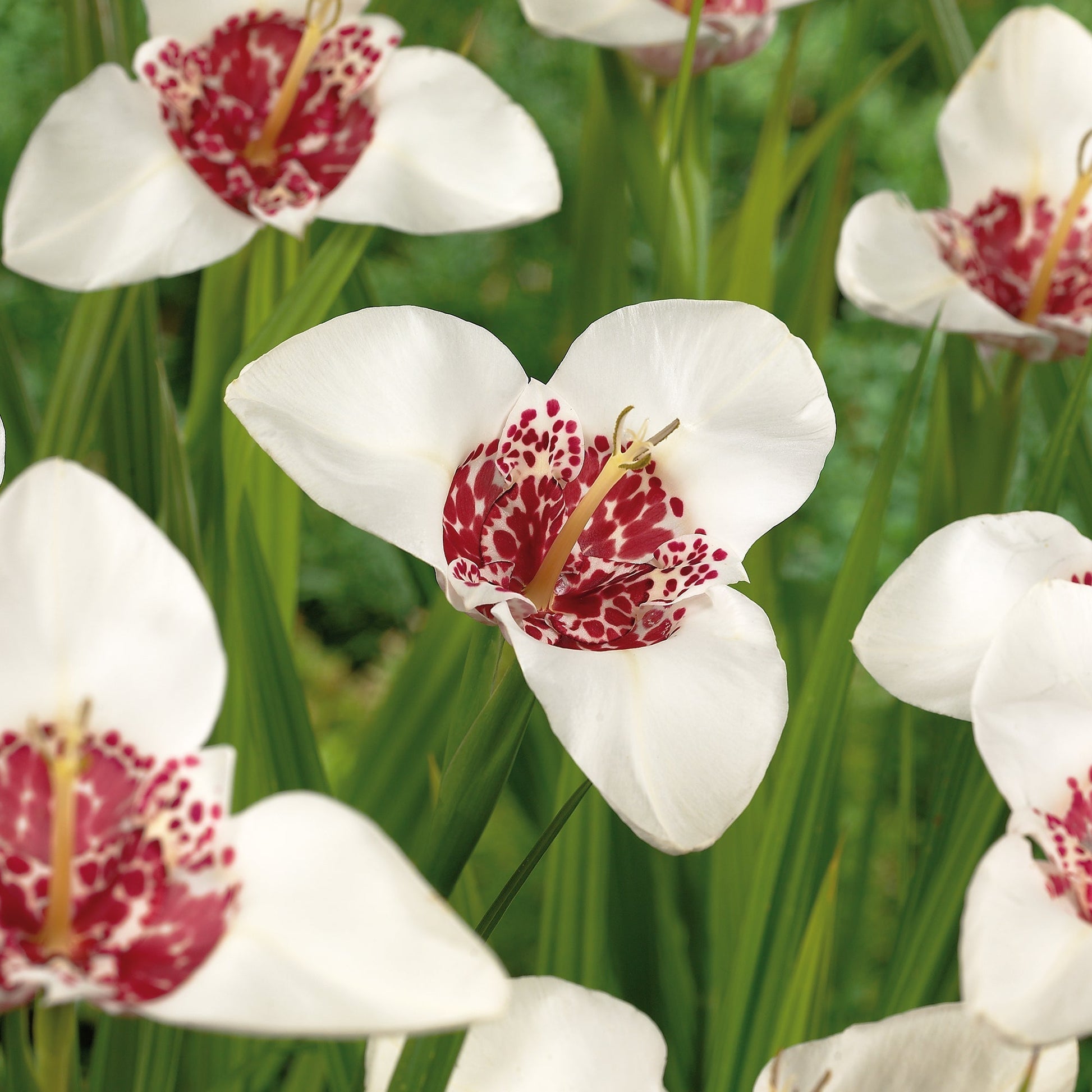 Tijgerbloem, Tigridia 'Alba'