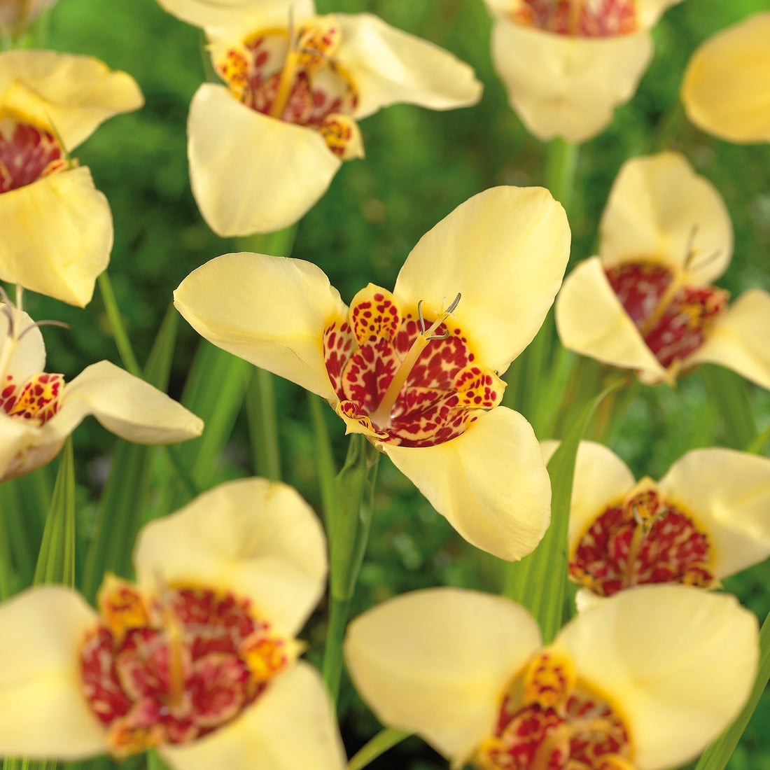 Tijgerbloem, Tigridia 'Canariensis'