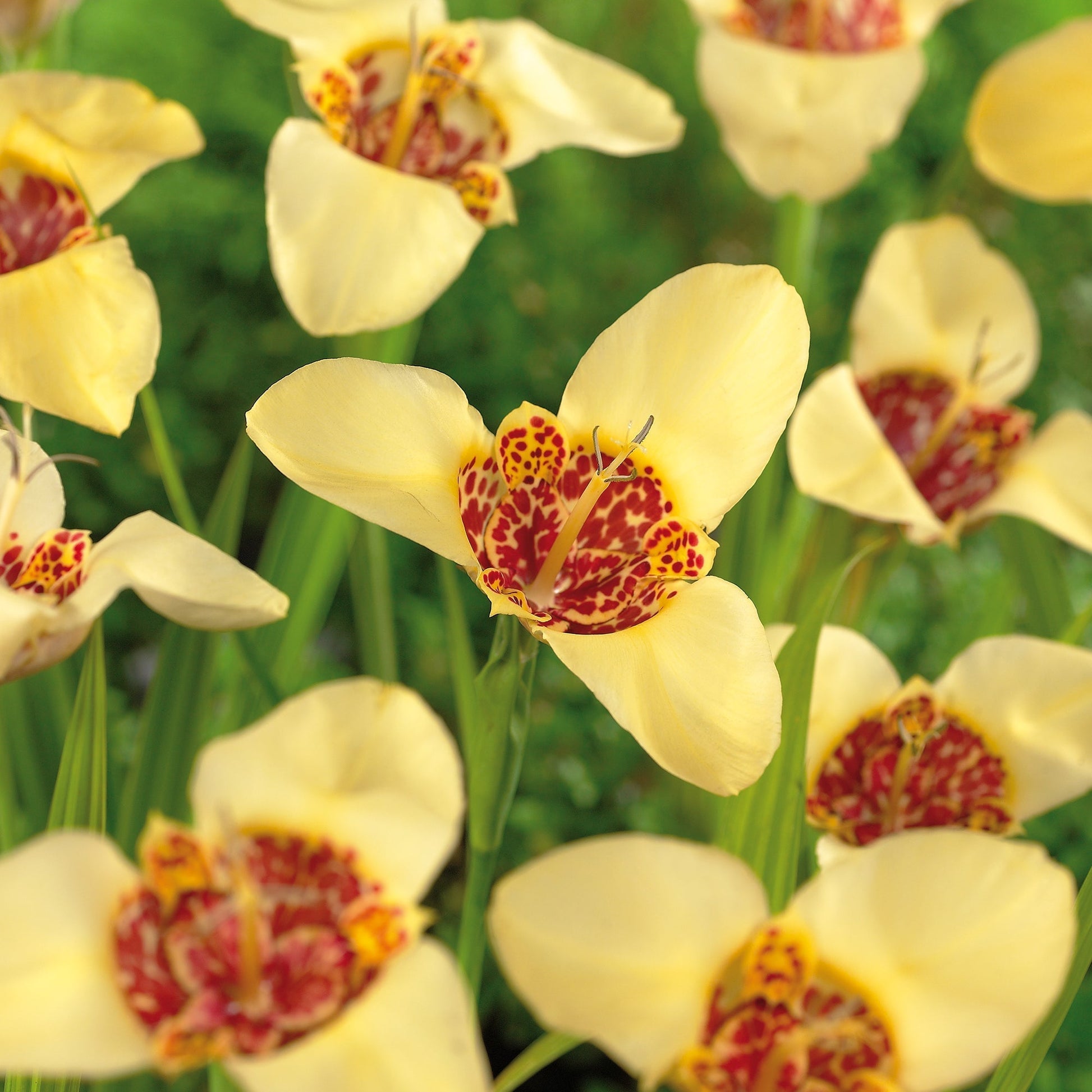 Tijgerbloem, Tigridia 'Canariensis'