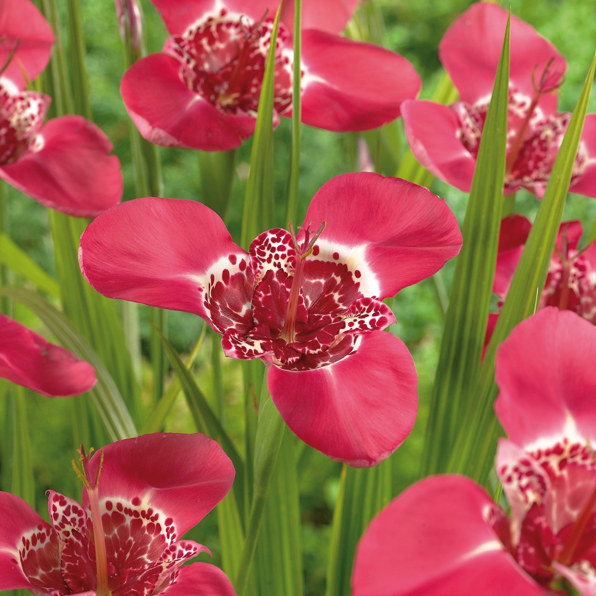 Tijgerbloem, Tigridia 'Pink'