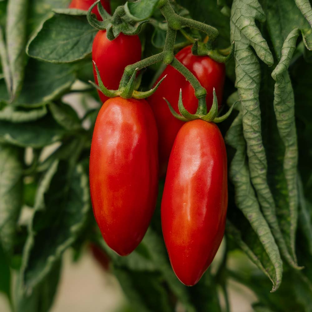 Tomatenzaden 'San Marzano' - 10 biologische zaden