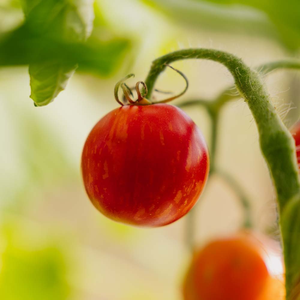 Tomatenzaden 'Tigerella Bicolore' - 40 biologische zaden