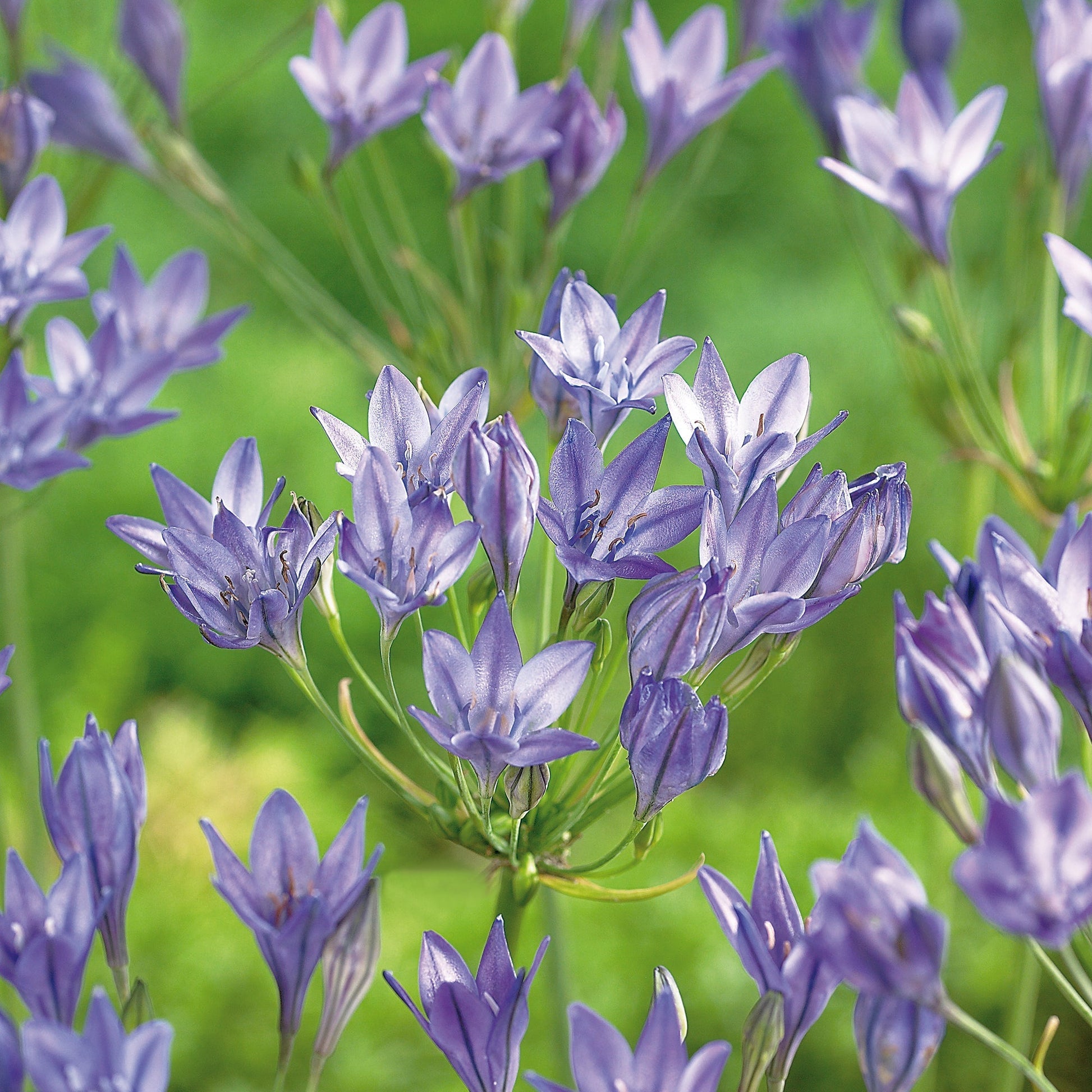 Triteleia 'Queen Fabiola'