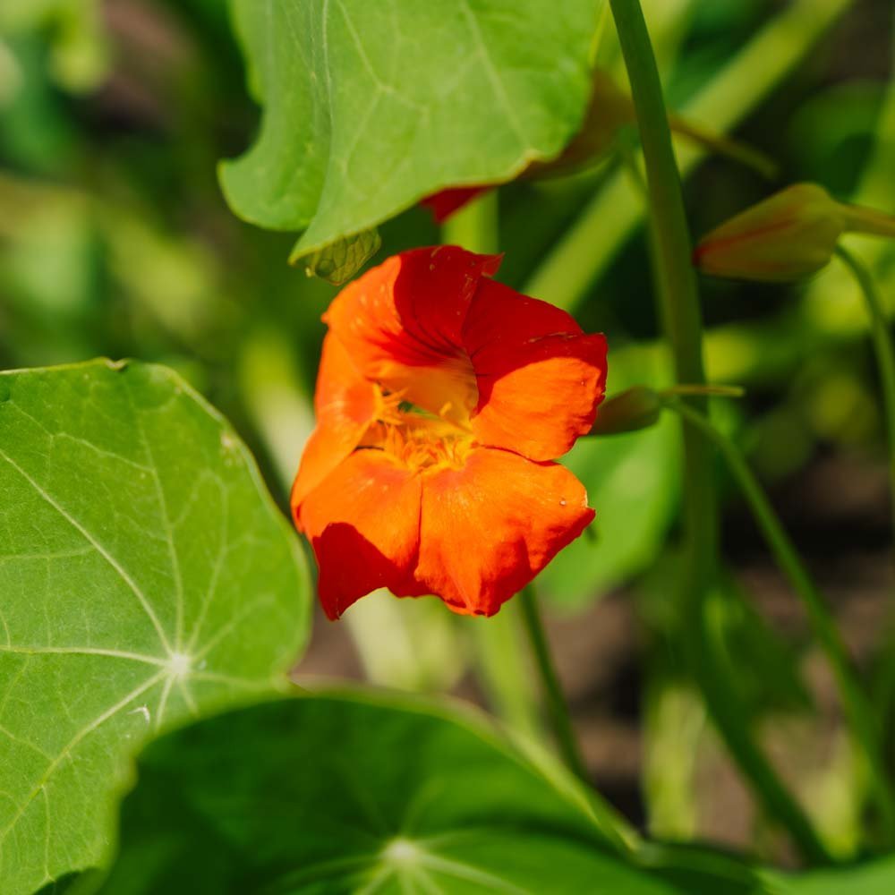 Tropaeolum majus zaden - 8 biologische zaden