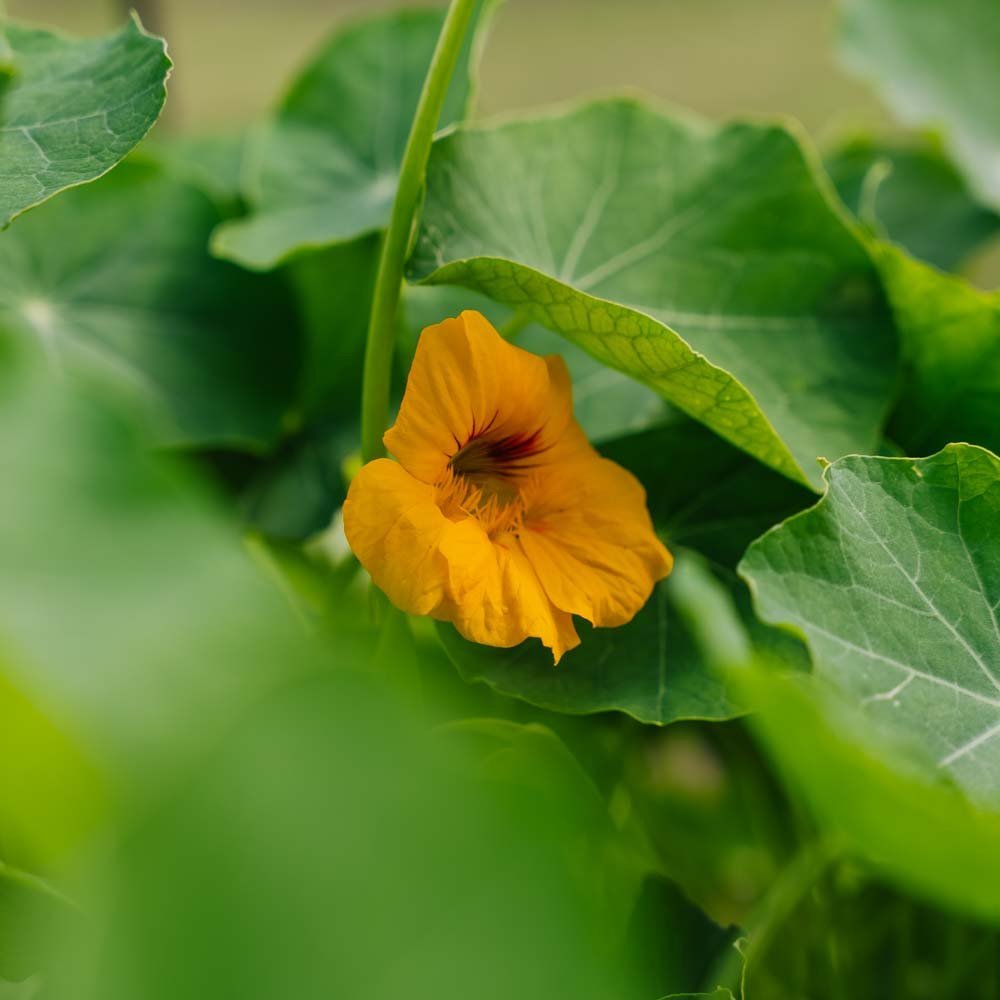 Tropaeolum majus zaden - 8 biologische zaden