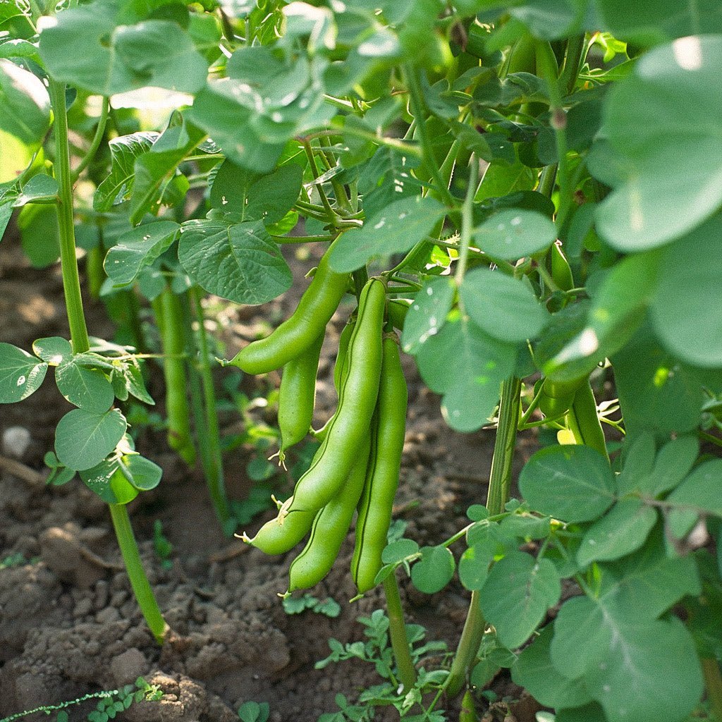 Tuinbonenzaden 'Eleonora' - 5 biologische zaden