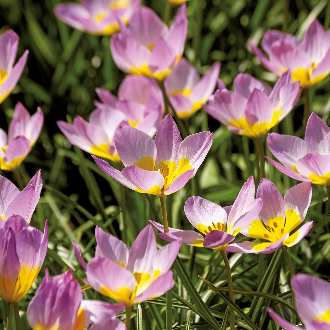 Løglasagne 'Pansy Parlour'
