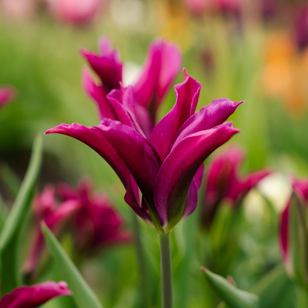 Løglasagne 'Monarch Robe'
