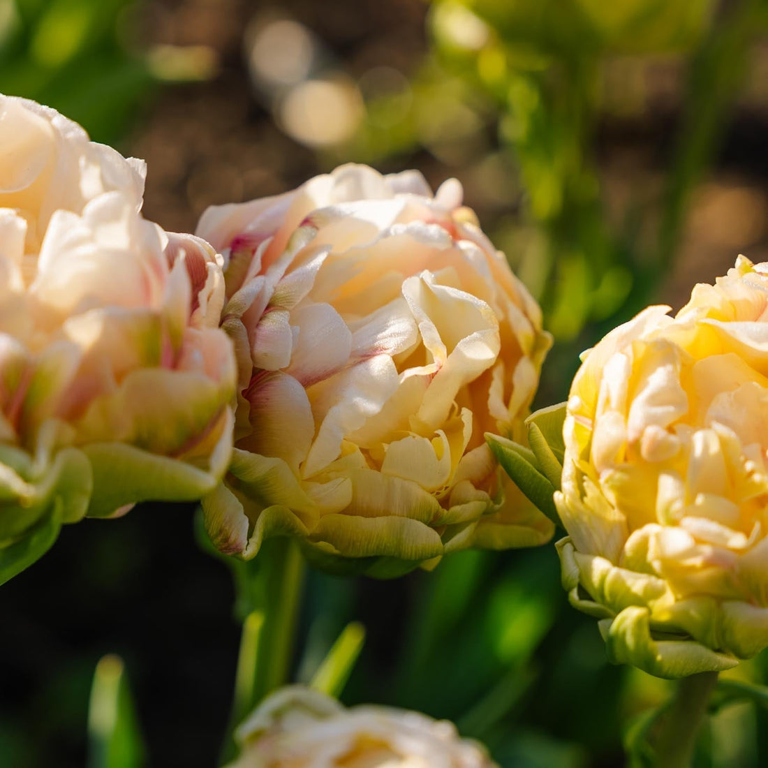 Løglasagne 'Custard Crown'