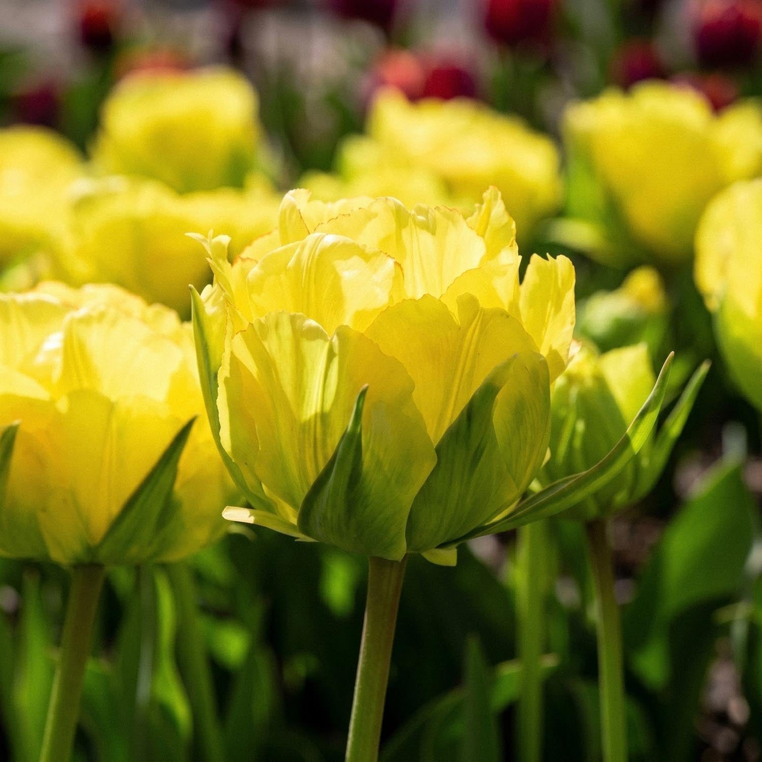 Tulp 'Akebono'